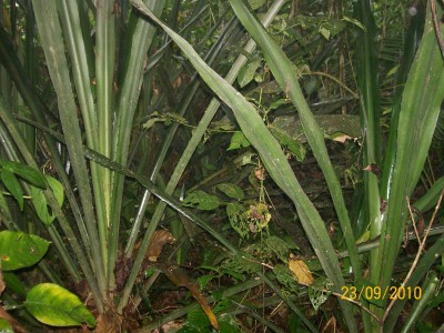 Unbekannte Pflanze 38 D1.jpg