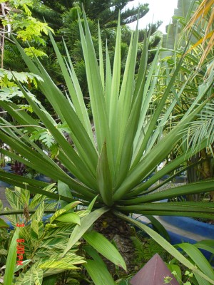 AGAVACEAE, Agave americana, Penco,.jpg
