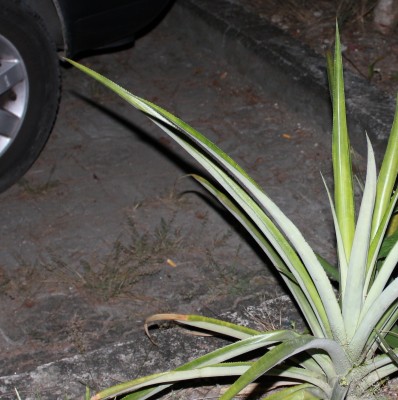 Ananas in Palmera Real 1, 2010_09_28_0099.JPG