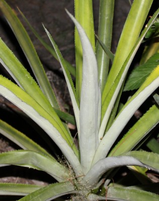 Ananas in Palmera Real 1, 2010_09_28_0097.JPG