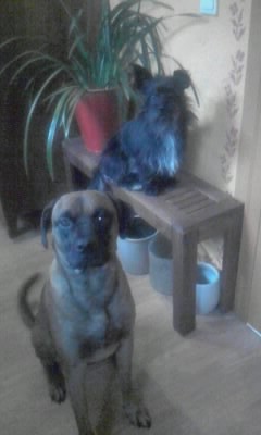 Frieda und Flash.JPG