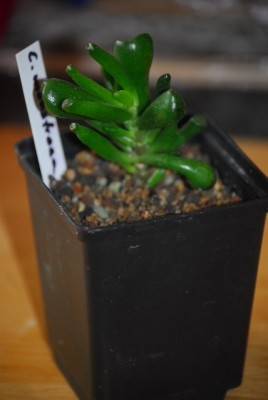 crassula 011yy.jpg