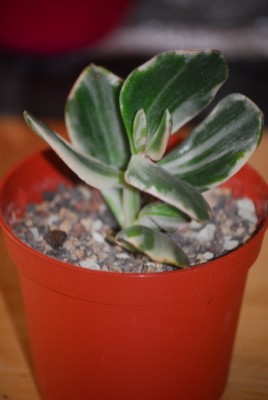 crassula 010yy.jpg