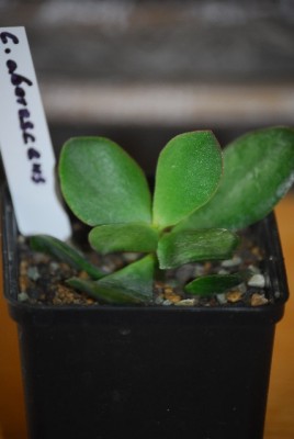 crassula 008yy.jpg