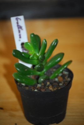 crassula 007yy.jpg