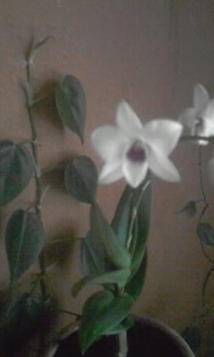Orchid.Dendrobium biggibum.JPG