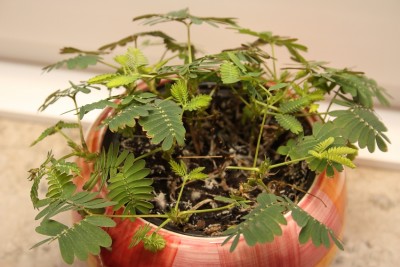 mimoseganz.jpg