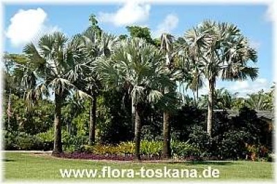 bismarckia_nobilis_5_-_191006.jpg