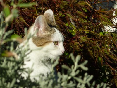 Baghira zerknautscht.jpg