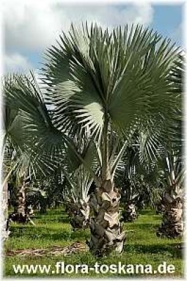 bismarckia_nobilis_5_-_181006_.jpg