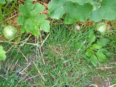 DSCF2238.JPG