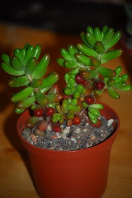 green 069yy.jpg