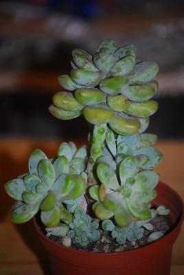 green 065yy.jpg