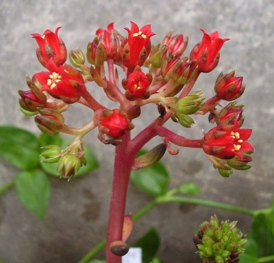 Echeveria affinis (2).jpg