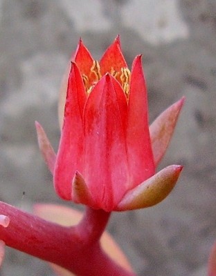 Echeveria ´Blue Waves´ (5).jpg