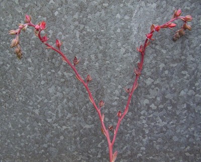 Echeveria ´Blue Waves´ (3).jpg