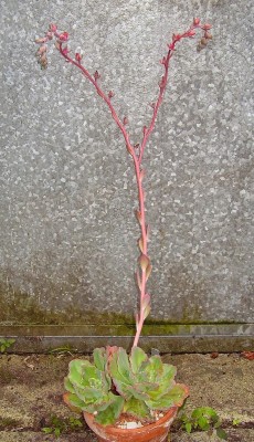 Echeveria ´Blue Waves´ (7).jpg