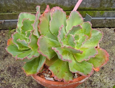 Echeveria ´Blue Waves´ (6).jpg