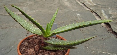 Aloe 2010-256 (1).jpg