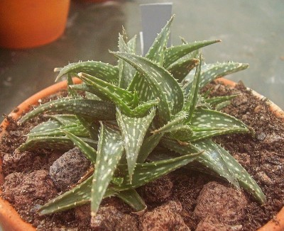 Aloe 2010-256.jpg