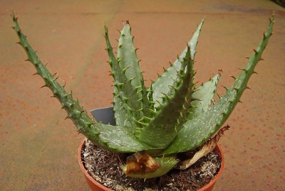 Aloe broomii.jpg