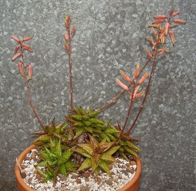 Aloe jucunda (5).jpg