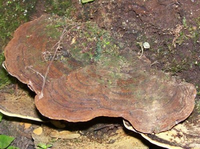 6. Pilz von Ecuador A2, Rigidoporus sp..jpg
