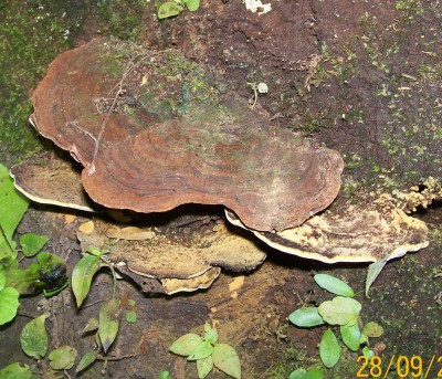 6. Pilz von Ecuador A1, Rigidoporus sp..jpg