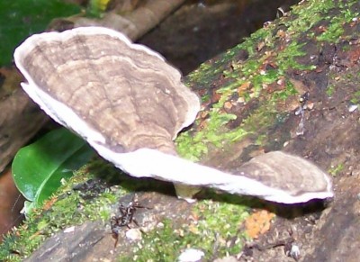 5. Pilz von Ecuador B2, Amauroderma schomburgkii.jpg