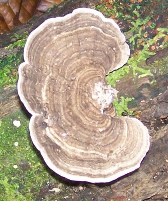 5. Pilz von Ecuador A2, Amauroderma schomburgkii.jpg