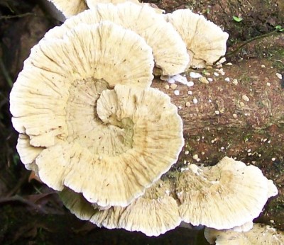 7. Pilz von Ecuador B2.jpg