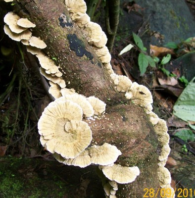 7. Pilz von Ecuador B1.jpg