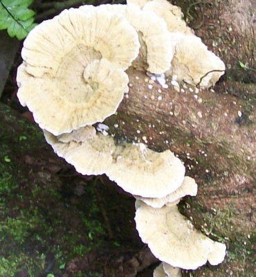 7. Pilz von Ecuador A2.jpg