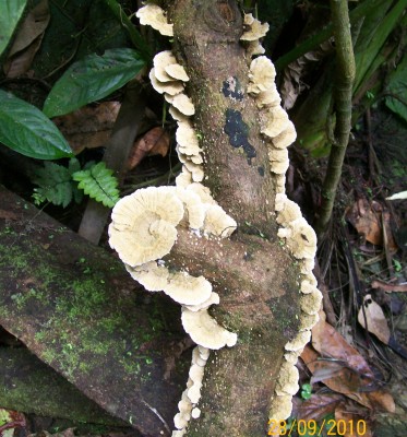 7. Pilz von Ecuador A1.jpg