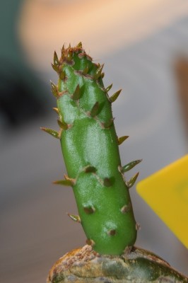 opuntia reticulata (4).JPG