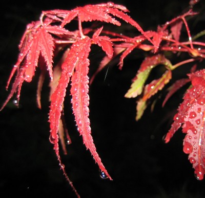 20100930_0001_2.JPG