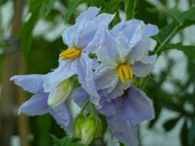 solanum_sisymbriifolium1.jpg