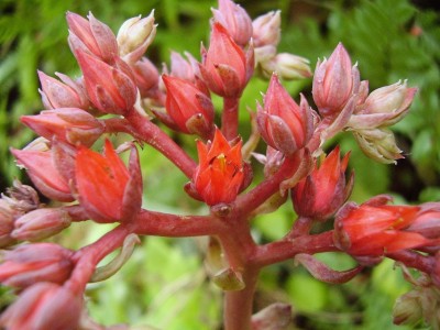 Echeveria ´Black Prince´.jpg