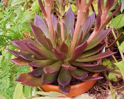 Echeveria ´Black Prince´ (3).JPG
