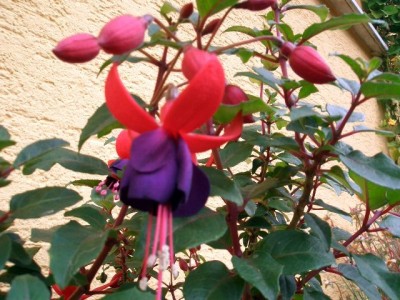 Fuchsie.JPG