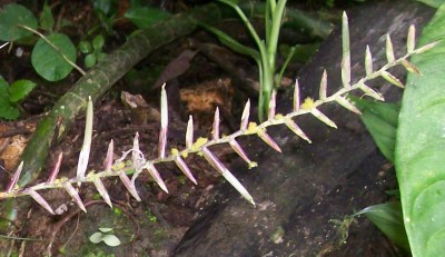 4. Unbekannte Bromeliacea F2.jpg