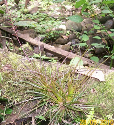 4. Unbekannte Bromeliacea E1.jpg