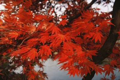 2234-acer-ahorn.jpg