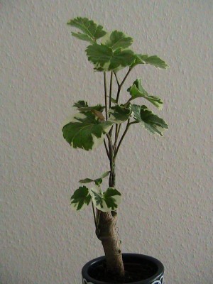Unbekannt (2).JPG