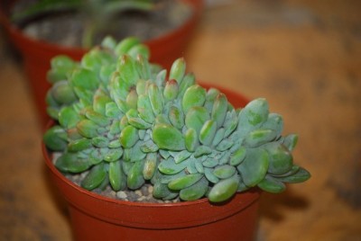 EcheveriaundCo 010yy.jpg