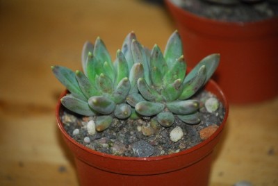 EcheveriaundCo 007yy.jpg