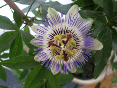 passionsblume.jpg