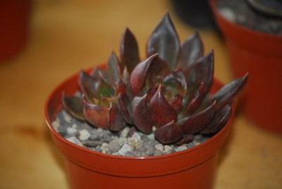 EcheveriaundCo 006yy.jpg