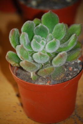 EcheveriaundCo 003yy.jpg