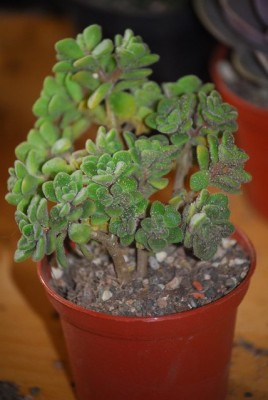 EcheveriaundCo 009yy.jpg